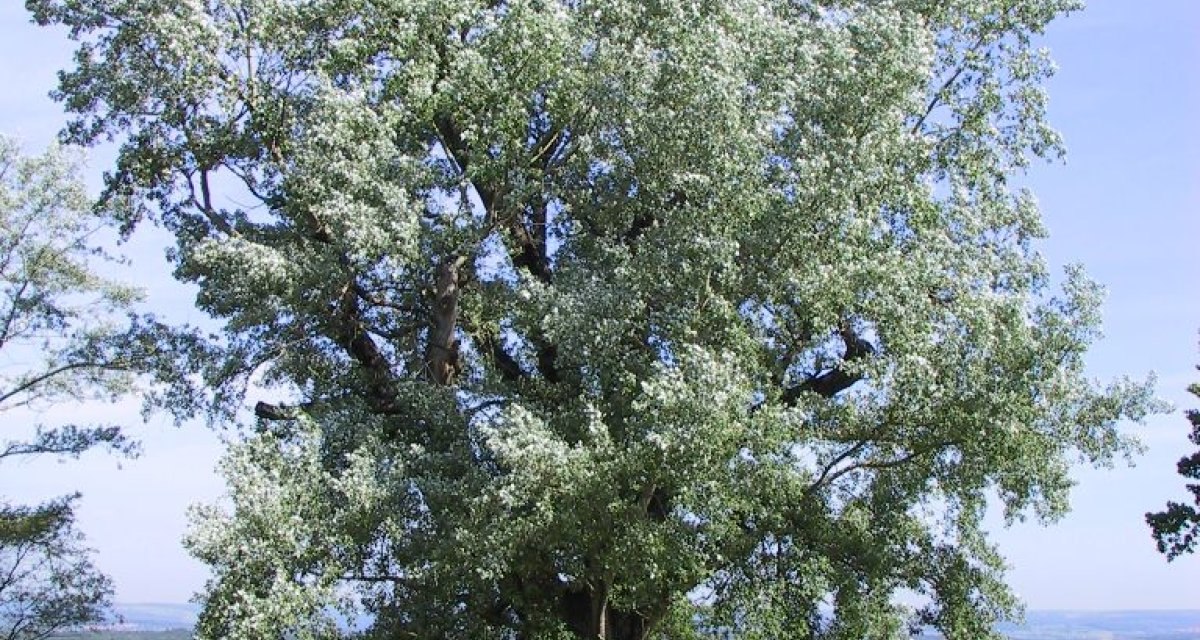 Eine gro&szlig;e Silberpappel steht auf einer gr&uuml;nen Wiese unter blauem Himmel. Im Hintergrund sind eine Stra&szlig;e und eine Stadt zu sehen., &copy; Landkreis G&ouml;ppingen