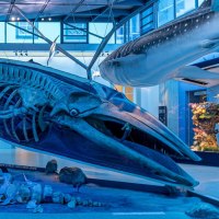 Ein großes Walskelett in einer blauen, beleuchteten Ausstellung im Naturkundemuseum Schloss Rosenstein., © Stuttgart Marketing GmbH, Sarah Schmid Ein großes Walskelett in einer blauen, beleuchteten Ausstellung im Naturkundemuseum Schloss Rosenstein., © Stuttgart Marketing GmbH, Sarah Schmid