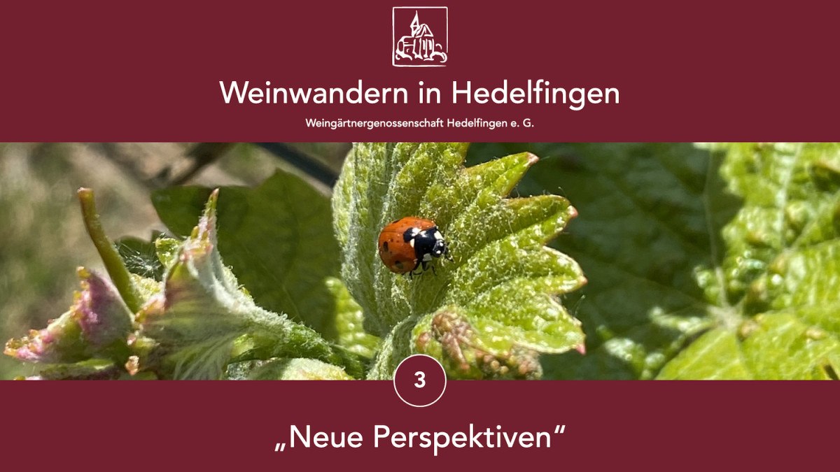 Marienkäfer auf Weinblatt, umgeben von Weinreben. Text: 'Weinwandern in Hedelfingen', 'Neue Perspektiven', Weingärtnergenossenschaft Hedelfingen., © Lukas Alperowitz Marienkäfer auf Weinblatt, umgeben von Weinreben. Text: 'Weinwandern in Hedelfingen', 'Neue Perspektiven', Weingärtnergenossenschaft Hedelfingen., © Lukas Alperowitz