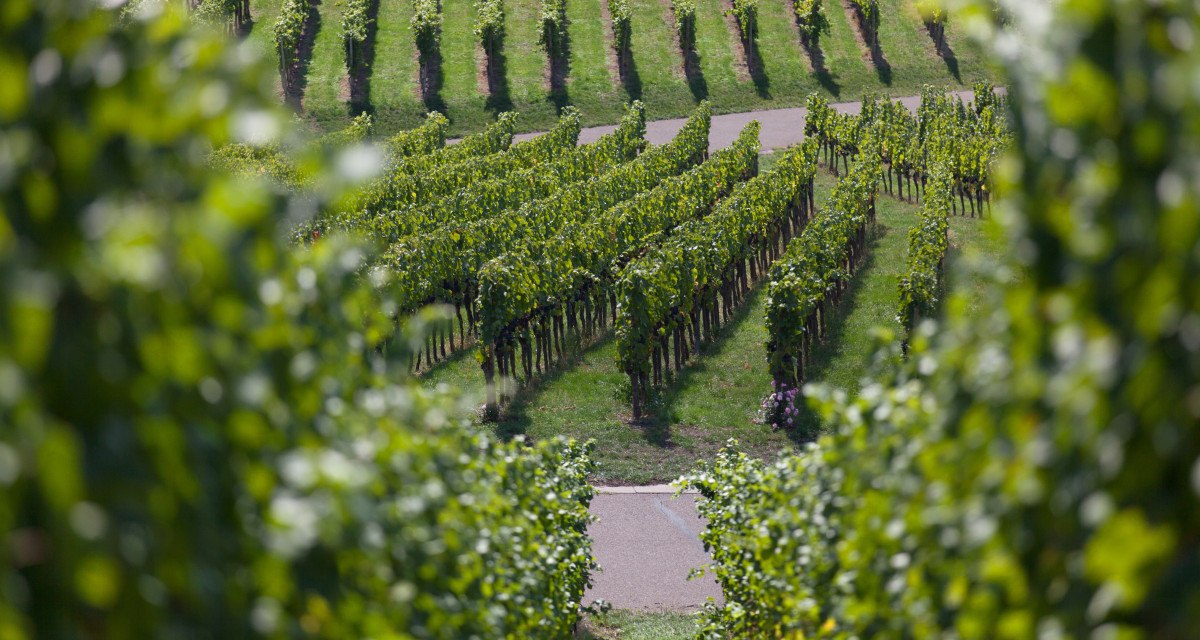 Grüne Weinberge mit geordneten Reihen von Rebstöcken, ein schmaler Weg verläuft dazwischen. Die Blätter sind saftig und dicht., © Remstal Tourismus e.V. Grüne Weinberge mit geordneten Reihen von Rebstöcken, ein schmaler Weg verläuft dazwischen. Die Blätter sind saftig und dicht., © Remstal Tourismus e.V.