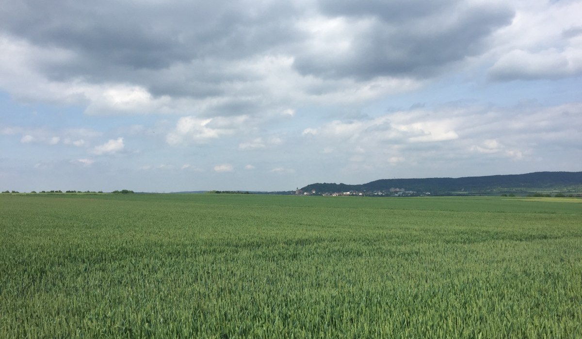 Weites Getreidefeld unter bewölktem Himmel, im Hintergrund eine Stadt und Hügel., © www.pro-cycl.de Weites Getreidefeld unter bewölktem Himmel, im Hintergrund eine Stadt und Hügel., © www.pro-cycl.de