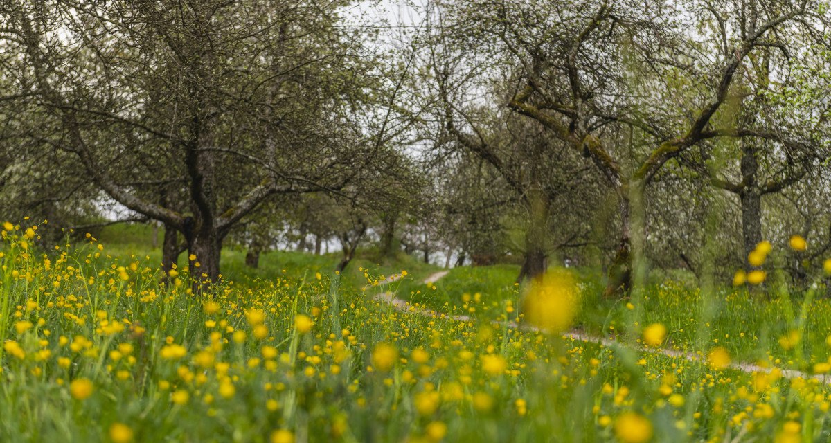 Eine idyllische Streuobstwiese in Urbach mit blühenden gelben Blumen und Obstbäumen im Hintergrund. Ein schmaler Pfad führt durch die Wiese. Eine idyllische Streuobstwiese in Urbach mit blühenden gelben Blumen und Obstbäumen im Hintergrund. Ein schmaler Pfad führt durch die Wiese.