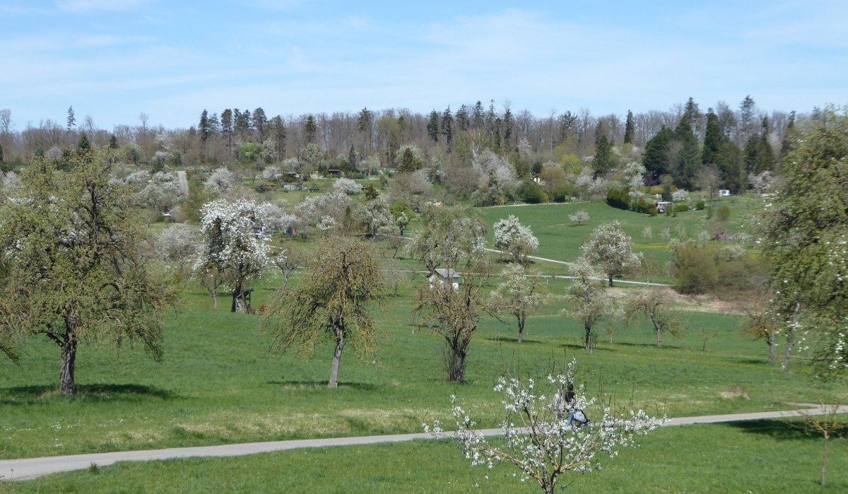 Blühende Obstbäume verteilen sich auf einer grünen Wiese, umgeben von Wald und unter einem klaren blauen Himmel., © Natur.Nah. Schönbuch & Heckengäu Blühende Obstbäume verteilen sich auf einer grünen Wiese, umgeben von Wald und unter einem klaren blauen Himmel., © Natur.Nah. Schönbuch & Heckengäu