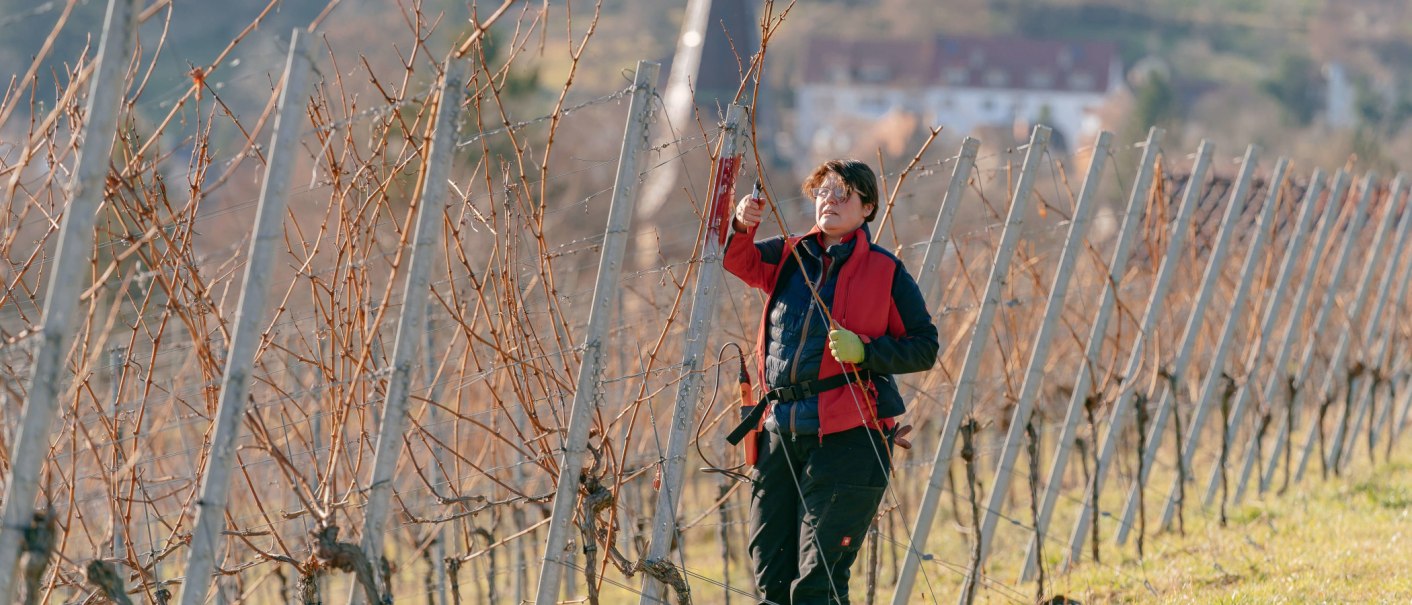 Eine Person schneidet Reben in einem Weinberg. Sie trägt eine rote Jacke und benutzt eine Schere. Die Reben sind kahl und in Reihen angeordnet., © SMG, Thomas Niedermüller