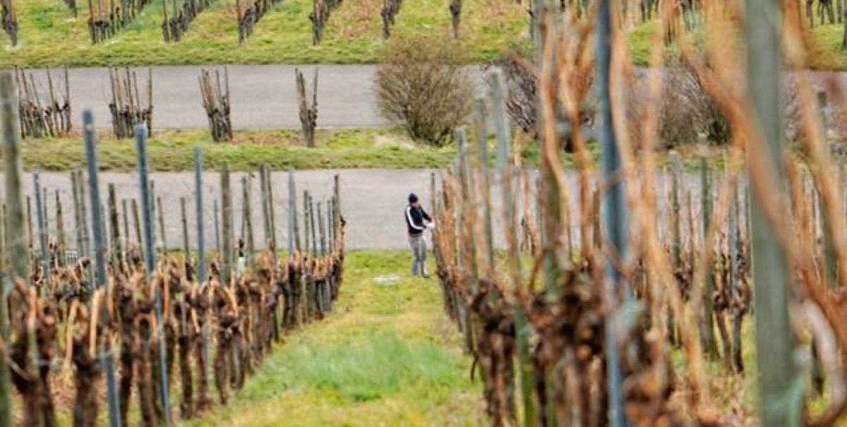 Weinberg, © DieWeinwerker Weinberg, © DieWeinwerker