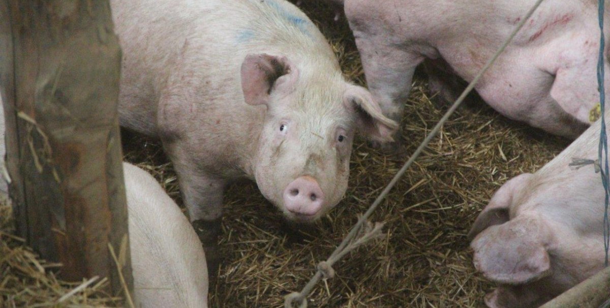 Mehrere Schweine stehen auf Stroh in einem Stall. Eines der Schweine schaut direkt in die Kamera.