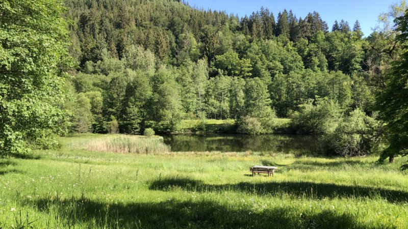 Ein idyllischer Teich inmitten eines Waldes, umgeben von grünen Wiesen und Bäumen, mit einer Bank im Vordergrund unter blauem Himmel., © Nördlicher Schwarzwald