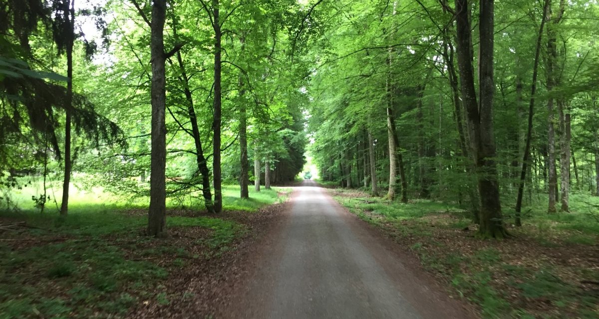 Ein schmaler Weg schl&auml;ngelt sich durch den dichten, gr&uuml;nen Wald des Sch&ouml;nbuchs. Die B&auml;ume spenden Schatten und schaffen eine ruhige Atmosph&auml;re., &copy; www.pro-cycl.de