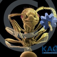 Ameise mit Zahnrad, © KAGE MIKROFOTOGRAFIE