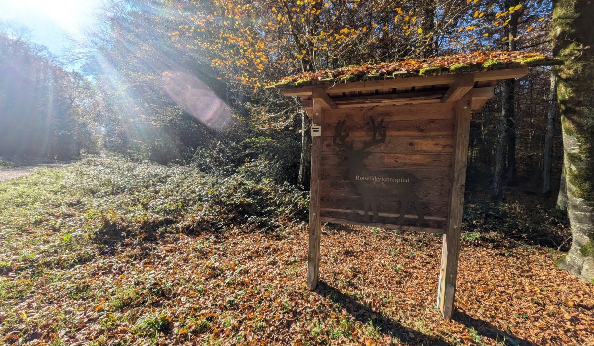 Ein Holzschild im Wald mit der Aufschrift 'Rotwildlehrpfad'. Sonnenstrahlen fallen durch die Bäume und beleuchten das Herbstlaub am Boden., © Natur.Nah. Schönbuch & Heckengäu Ein Holzschild im Wald mit der Aufschrift 'Rotwildlehrpfad'. Sonnenstrahlen fallen durch die Bäume und beleuchten das Herbstlaub am Boden., © Natur.Nah. Schönbuch & Heckengäu