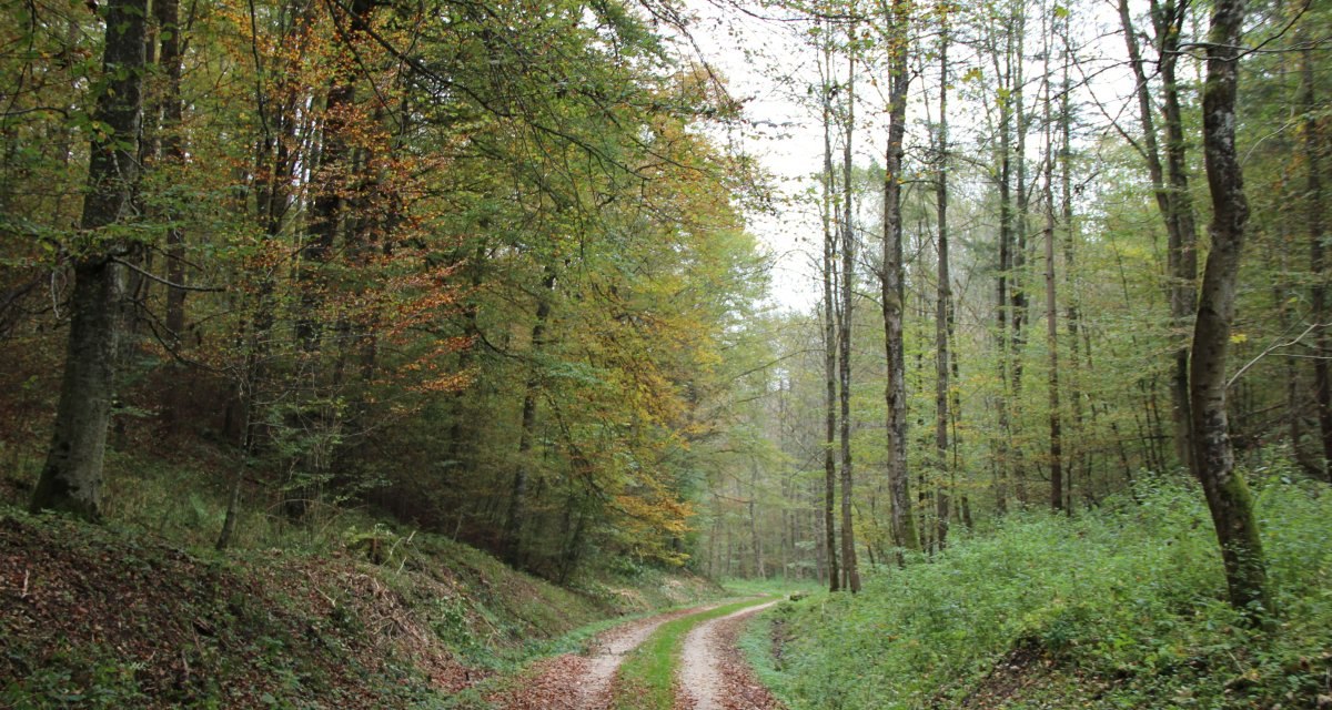 Der Weg verläuft teilweise im Wald, © Bad Urach Tourismus Der Weg verläuft teilweise im Wald, © Bad Urach Tourismus