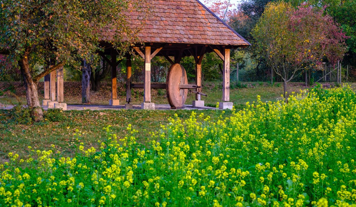 Eine historische Gipsmühle mit Holzdach steht inmitten eines grünen Feldes voller gelber Blumen, umgeben von Bäumen., © WTM GmbH Waiblingen Eine historische Gipsmühle mit Holzdach steht inmitten eines grünen Feldes voller gelber Blumen, umgeben von Bäumen., © WTM GmbH Waiblingen