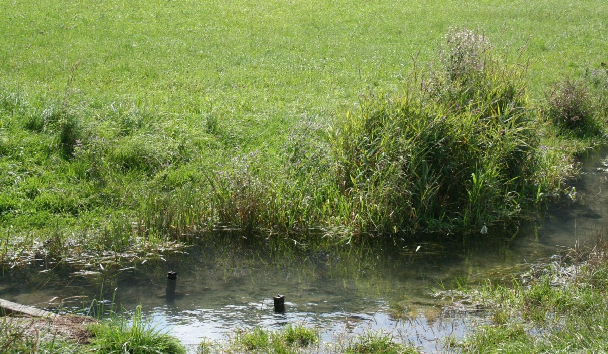 Ein kleiner Bach fließt durch eine grüne Wiese mit hohem Gras und Schilf., © Natur.Nah. Schönbuch & Heckengäu