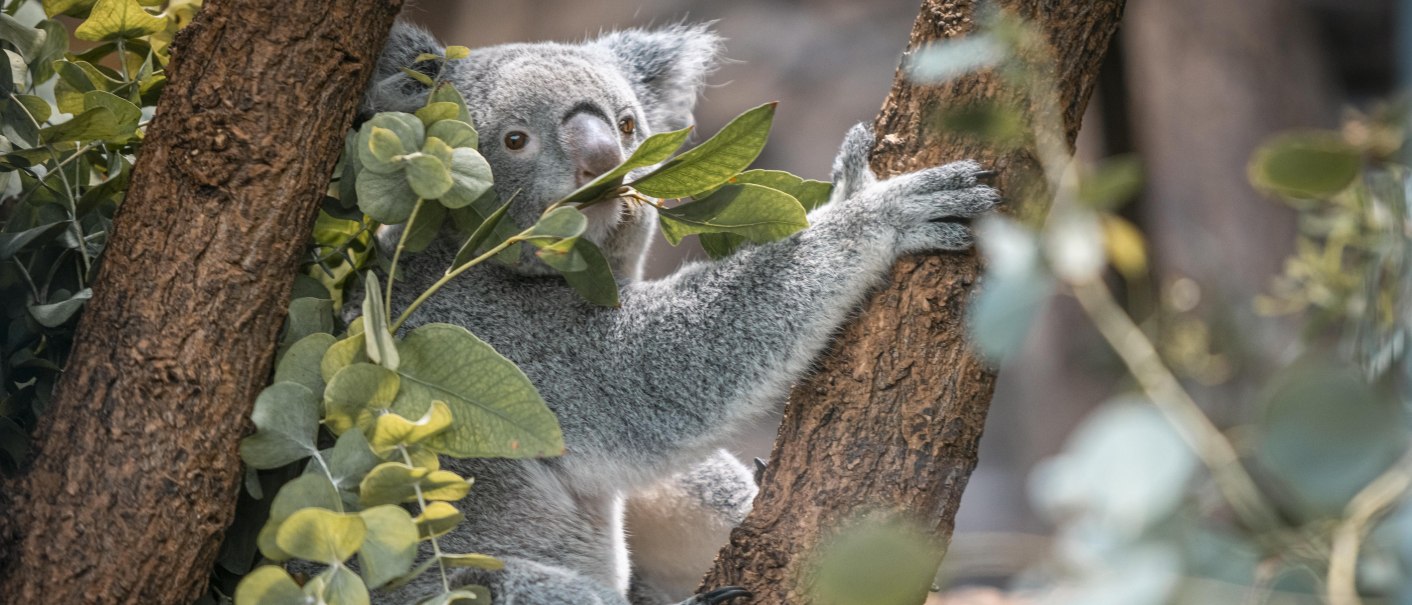 Ein Koala sitzt in einem Baum und isst Eukalyptusblätter. Der Hintergrund ist unscharf, mit vielen grünen Blättern., © Stuttgart-Marketing GmbH, Sarah Schmid Ein Koala sitzt in einem Baum und isst Eukalyptusblätter. Der Hintergrund ist unscharf, mit vielen grünen Blättern., © Stuttgart-Marketing GmbH, Sarah Schmid