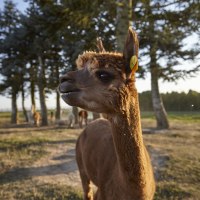 Ein braunes Alpaka auf einer Wiese, umgeben von Bäumen und weiteren Alpakas im Hintergrund., © J.C. Winkler