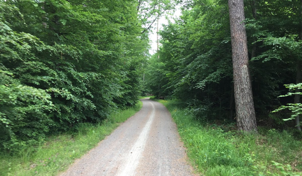 Ein schmaler Waldweg schlängelt sich durch dichten, grünen Wald im Schönbuch., © www.pro-cycl.de