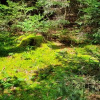 © Q-vadis - Naturpark - Schwäbischer Wald