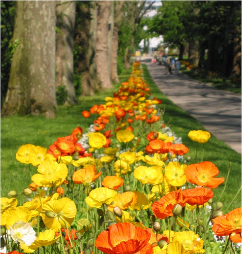 Ein langer Weg in einem Garten, ges&auml;umt von leuchtend gelben und orangefarbenen Blumen, die in voller Bl&uuml;te stehen., &copy; copyright: Marc Sansone
