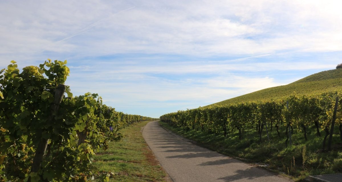 Ein schmaler Weg schl&auml;ngelt sich durch gr&uuml;ne Weinberge unter einem blauen Himmel mit leichten Wolken., &copy; Remstal Tourismus e.V.