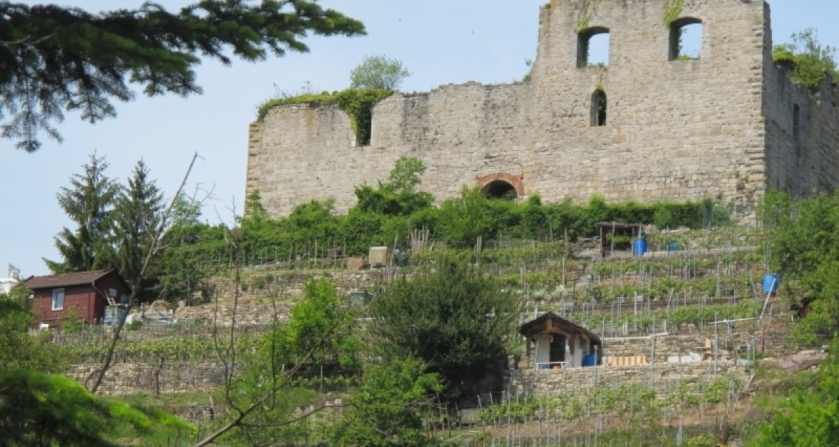 Die Burgruine Alt-Sachsenheim thront &uuml;ber terrassierten Weinbergen, umgeben von gr&uuml;ner Vegetation und kleinen H&uuml;tten., &copy; Stadt Sachsenheim