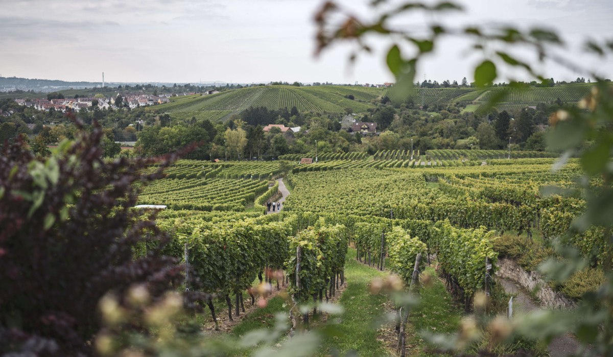 Weinberge erstrecken sich über sanfte Hügel, ein Weg führt hindurch. Im Hintergrund sind ein Dorf und bewaldete Hügel zu sehen., © Stuttgart-Marketing GmbH, wpsteinheisser Weinberge erstrecken sich über sanfte Hügel, ein Weg führt hindurch. Im Hintergrund sind ein Dorf und bewaldete Hügel zu sehen., © Stuttgart-Marketing GmbH, wpsteinheisser