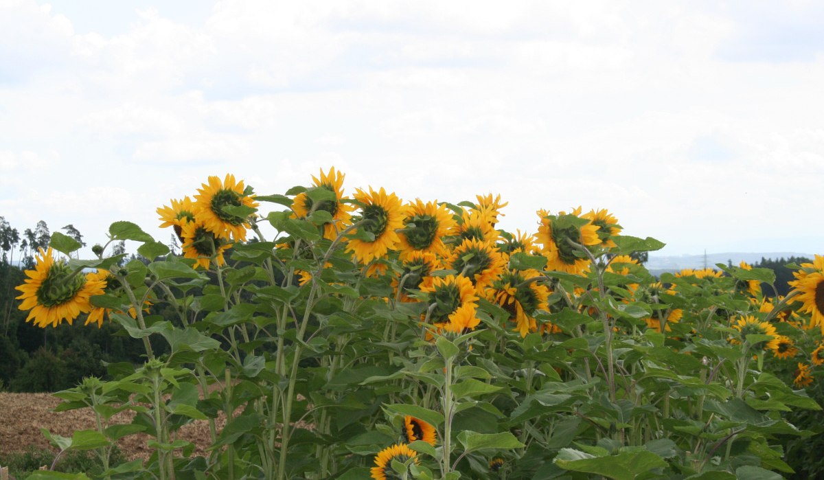 Ein Feld voller blühender Sonnenblumen unter einem bewölkten Himmel. Die Pflanzen sind hoch und dicht gewachsen., © Natur.Nah. Schönbuch & Heckengäu Ein Feld voller blühender Sonnenblumen unter einem bewölkten Himmel. Die Pflanzen sind hoch und dicht gewachsen., © Natur.Nah. Schönbuch & Heckengäu