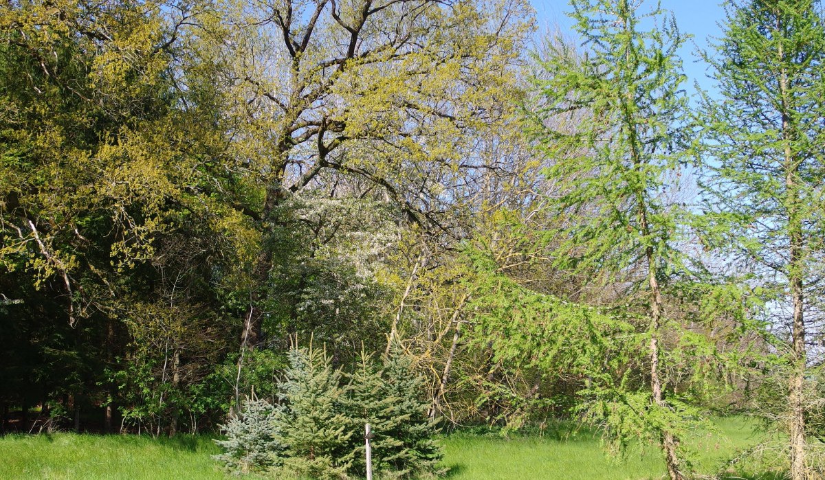 Grüne Wiese mit verschiedenen Bäumen im Frühling. Im Hintergrund sind Laub- und Nadelbäume zu sehen, der Himmel ist blau., © Natur.Nah. Schönbuch & Heckengäu Grüne Wiese mit verschiedenen Bäumen im Frühling. Im Hintergrund sind Laub- und Nadelbäume zu sehen, der Himmel ist blau., © Natur.Nah. Schönbuch & Heckengäu