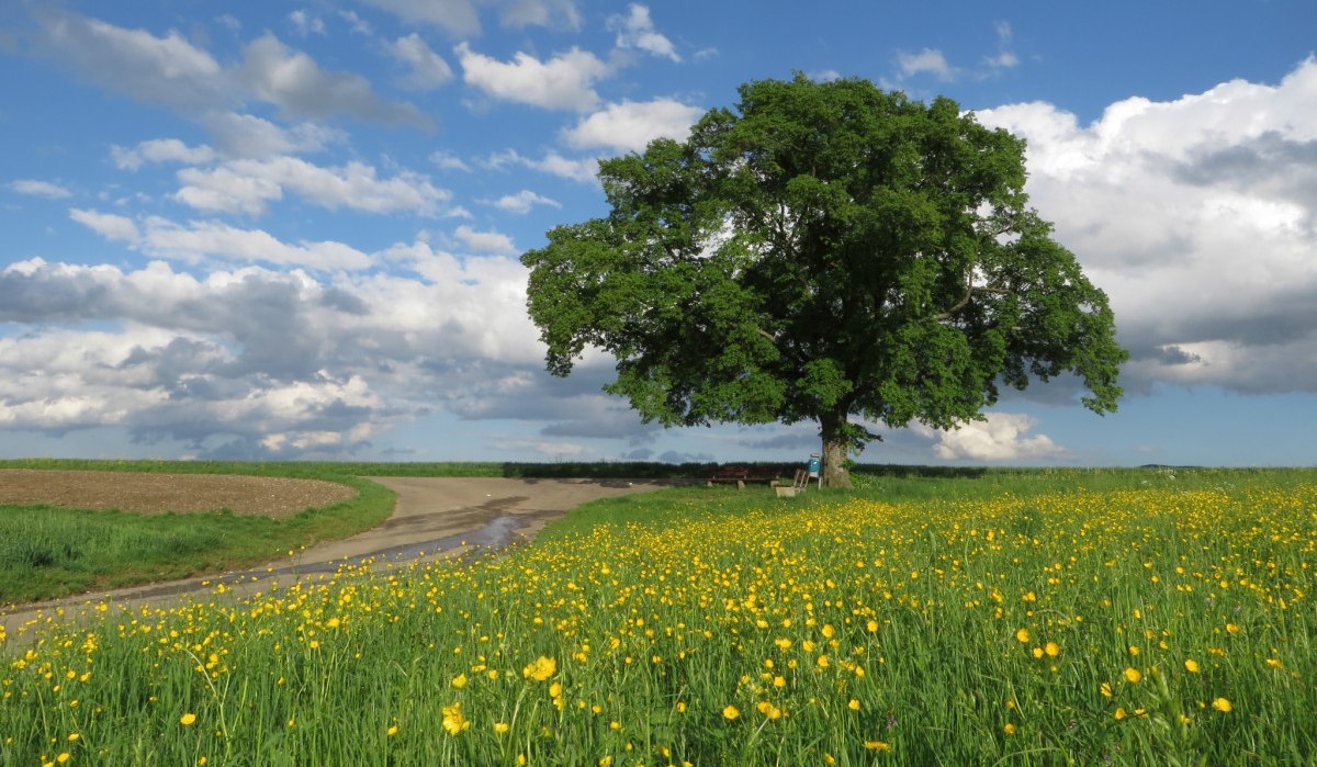 Friedenslinde - Berthold H&auml;nssler, &copy; Landkreis G&ouml;ppingen