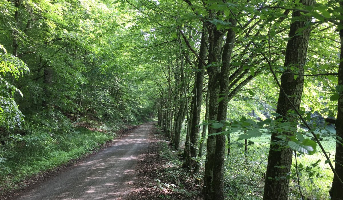 Ein schmaler Weg führt durch einen dichten Wald, umgeben von hohen Bäumen und grünem Laub, das ein schattiges Blätterdach bildet., © www.pro-cycl.de Ein schmaler Weg führt durch einen dichten Wald, umgeben von hohen Bäumen und grünem Laub, das ein schattiges Blätterdach bildet., © www.pro-cycl.de