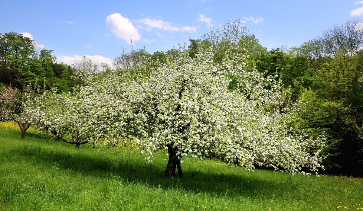 Blühende Obstbäume auf einer grünen Wiese, umgeben von Wald. Der Himmel ist blau mit wenigen Wolken., © Stadt Schorndorf Blühende Obstbäume auf einer grünen Wiese, umgeben von Wald. Der Himmel ist blau mit wenigen Wolken., © Stadt Schorndorf