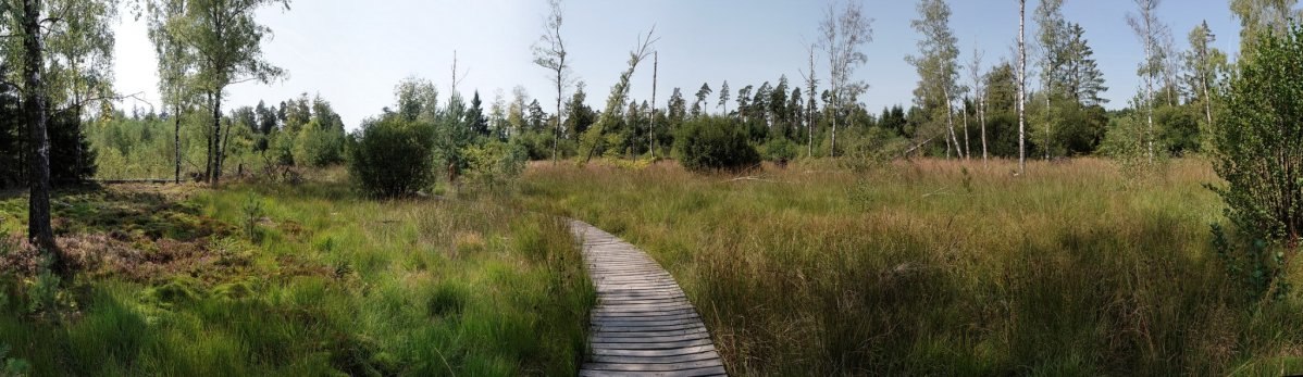 Ein Holzsteg schlängelt sich durch eine grüne Moorlandschaft mit vereinzelten Bäumen und Büschen unter klarem Himmel., © Günther Kleis Ein Holzsteg schlängelt sich durch eine grüne Moorlandschaft mit vereinzelten Bäumen und Büschen unter klarem Himmel., © Günther Kleis