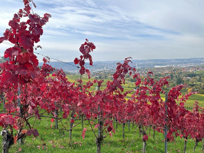 Rote Weinreben erstrecken sich über einen grünen Weinberg, während im Hintergrund eine Stadtlandschaft zu sehen ist., © Weingenuss Stuttgart Rote Weinreben erstrecken sich über einen grünen Weinberg, während im Hintergrund eine Stadtlandschaft zu sehen ist., © Weingenuss Stuttgart