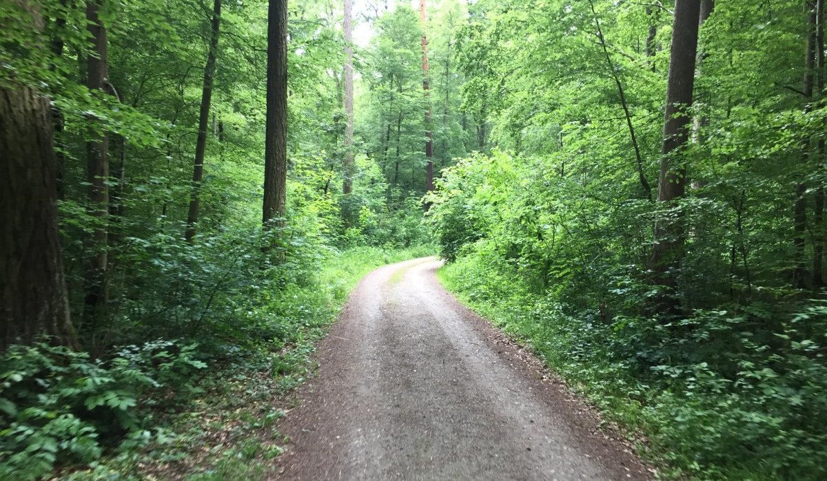 Ein schmaler Weg schl&auml;ngelt sich durch einen dichten, gr&uuml;nen Wald im Sch&ouml;nbuch. Hohe B&auml;ume und &uuml;ppiges Blattwerk s&auml;umen den Pfad., &copy; Natur.Nah. Sch&ouml;nbuch & Heckeng&auml;u