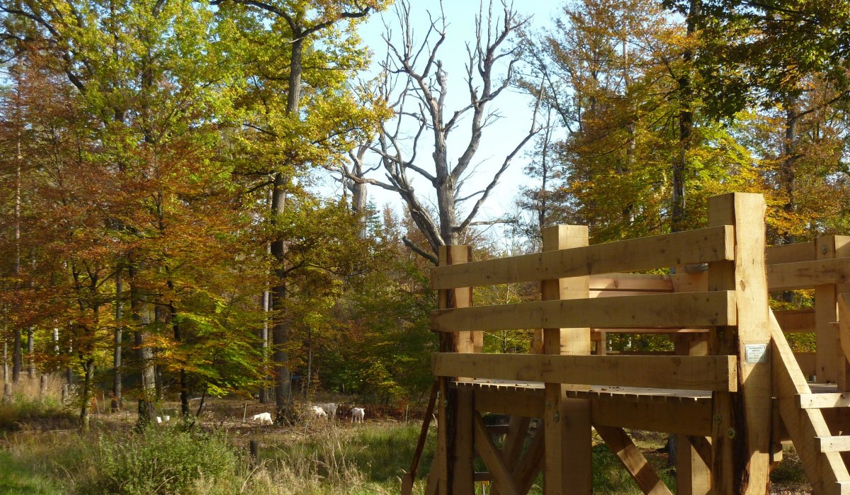 Eine Holzaussichtsplattform steht im herbstlichen Wald. Im Hintergrund sind bunte B&auml;ume und einige Ziegen zu sehen., &copy; Landratsamt B&ouml;blingen, Amt f&uuml;r Forsten