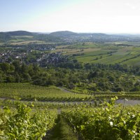 Weinberge im Vordergrund mit Blick auf eine Stadt und umliegende Felder unter klarem Himmel., © Winnenden - Stuttgart-Marketing GmbH Weinberge im Vordergrund mit Blick auf eine Stadt und umliegende Felder unter klarem Himmel., © Winnenden - Stuttgart-Marketing GmbH