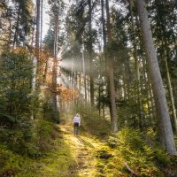 Eine Person wandert auf einem sonnendurchfluteten Waldweg, umgeben von hohen Bäumen und grünem Unterholz., © Nördlicher Schwarzwald