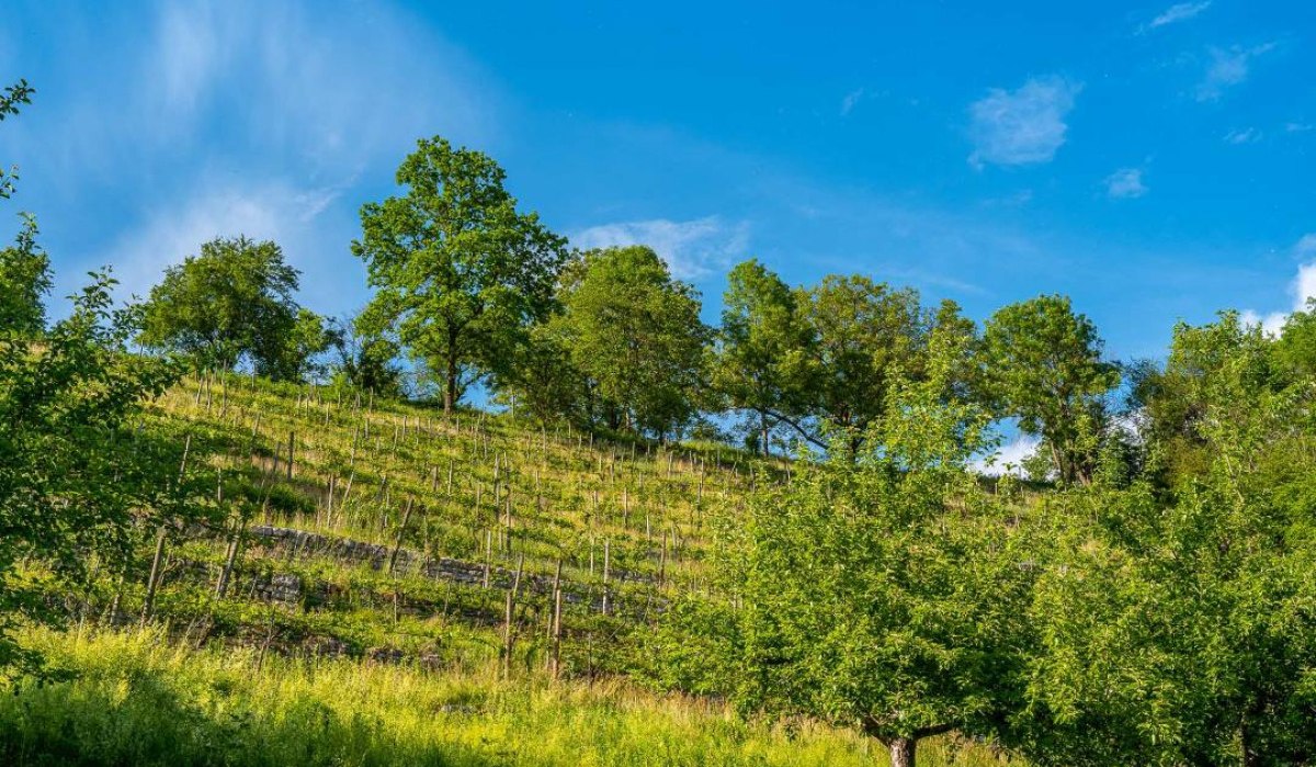 Der Haufler-Weinberg zählt zu den steilsten, mit Trockenmauern terrassierten Weinlagen im Remstal. Bereits im 16. Jahrhundert angelegt, wurde er in den 1990er-Jahren durch ehrenamtliches Engagement wiederbelebt. Heute bewirtschaftet ein Bio-Weingut die sonnenverwöhnten Hänge, auf denen Trollinger, Riesling und Kerner gedeihen – ein Ort, an dem Weinbau, Naturschutz und Kulturlandschaft harmonisch zusammenwirken., © Remstal Tourismus e.V.