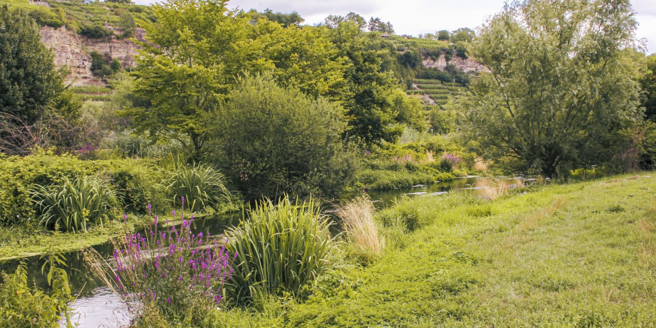 Ein idyllisches Biotop in Ludwigsburg mit üppiger Vegetation, einem kleinen Fluss und grünen Hügeln im Hintergrund., © SMG, Ellen Haeffner Ein idyllisches Biotop in Ludwigsburg mit üppiger Vegetation, einem kleinen Fluss und grünen Hügeln im Hintergrund., © SMG, Ellen Haeffner