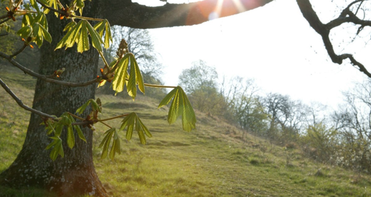 Ein Baum mit frischen Blättern im Vordergrund, Sonnenstrahlen scheinen durch die Äste. Im Hintergrund eine grüne Wiese und kahle Bäume., © Sphäre Verlag Ein Baum mit frischen Blättern im Vordergrund, Sonnenstrahlen scheinen durch die Äste. Im Hintergrund eine grüne Wiese und kahle Bäume., © Sphäre Verlag