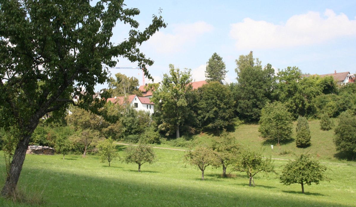 Eine grüne Wiese mit Obstbäumen, im Hintergrund sind Häuser und Bäume zu sehen. Der Himmel ist blau mit einigen Wolken., © Natur.Nah. Schönbuch & Heckengäu Eine grüne Wiese mit Obstbäumen, im Hintergrund sind Häuser und Bäume zu sehen. Der Himmel ist blau mit einigen Wolken., © Natur.Nah. Schönbuch & Heckengäu