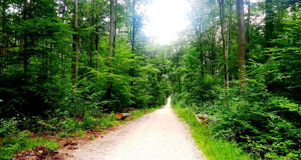 Ein gerader, heller Waldweg führt durch den dichten, grünen Schurwald, gesäumt von hohen Bäumen und üppiger Vegetation., © Plochingen Ein gerader, heller Waldweg führt durch den dichten, grünen Schurwald, gesäumt von hohen Bäumen und üppiger Vegetation., © Plochingen