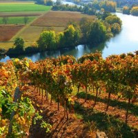 Weinreben auf einer Terrasse, im Vordergrund herbstliche Blätter. Im Hintergrund ein Fluss und Felder, die in der Sonne leuchten., © 3B-Tourismus-Team