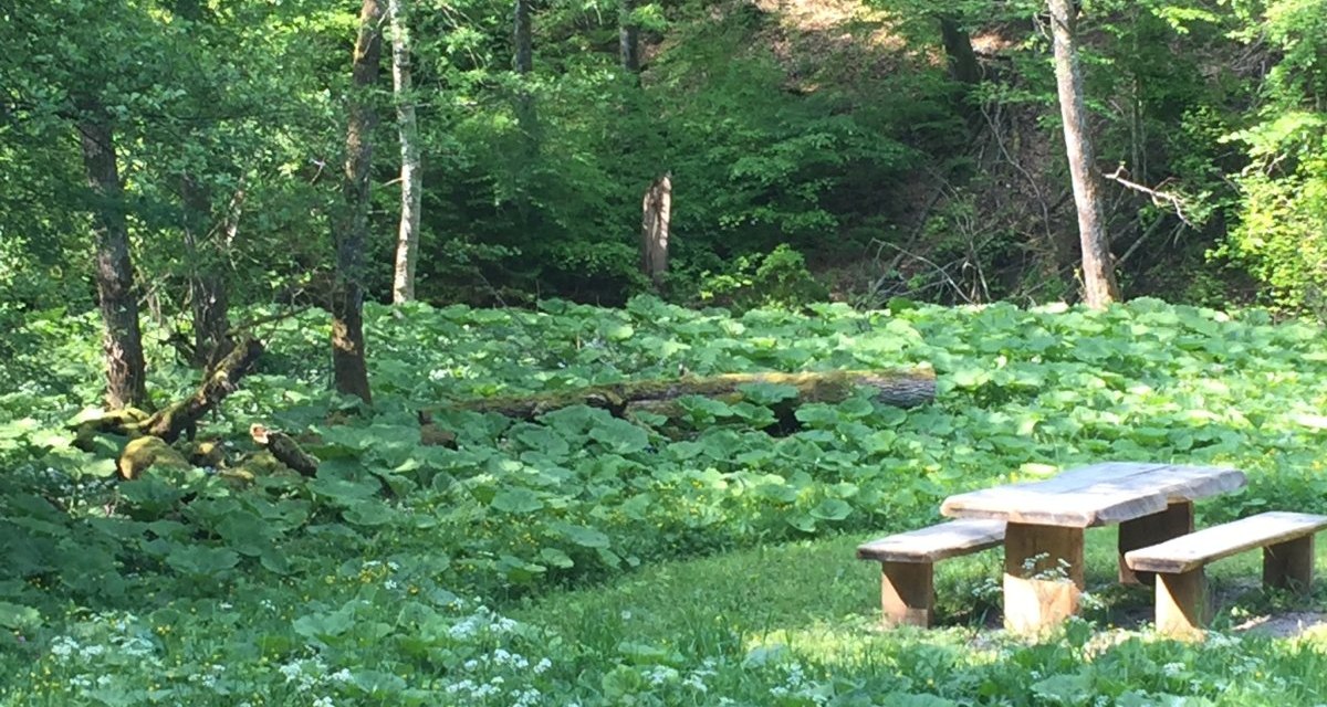 Ein Picknicktisch aus Holz steht in einem grünen Wald, umgeben von üppiger Vegetation und großen Blättern. Sonnenlicht fällt durch die Bäume., © www.pro-cycl.de Ein Picknicktisch aus Holz steht in einem grünen Wald, umgeben von üppiger Vegetation und großen Blättern. Sonnenlicht fällt durch die Bäume., © www.pro-cycl.de
