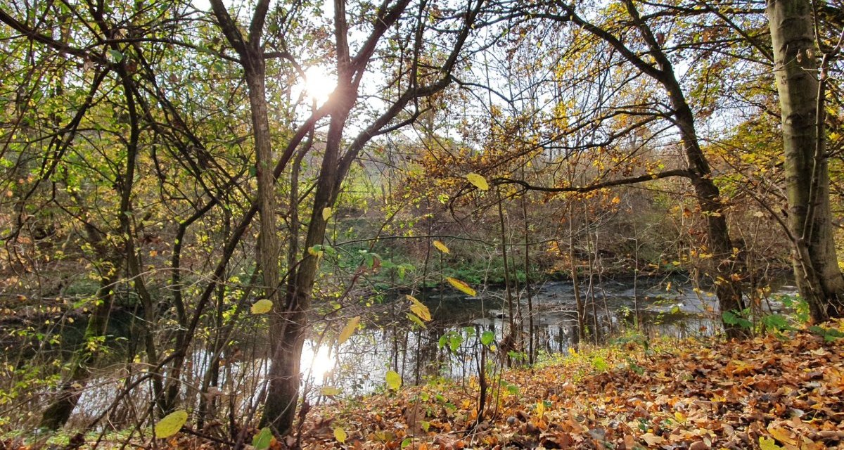 Herbstliche Flusslandschaft mit Laub bedecktem Boden, Bäumen und Sonnenlicht, das durch die Äste scheint., © Kulturamt Plochingen Herbstliche Flusslandschaft mit Laub bedecktem Boden, Bäumen und Sonnenlicht, das durch die Äste scheint., © Kulturamt Plochingen