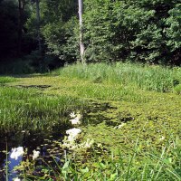 Ein idyllischer Waldteich mit Seerosen, umgeben von dichtem Grün und hohen Bäumen., © Bürgerverein Eltingen e. V.