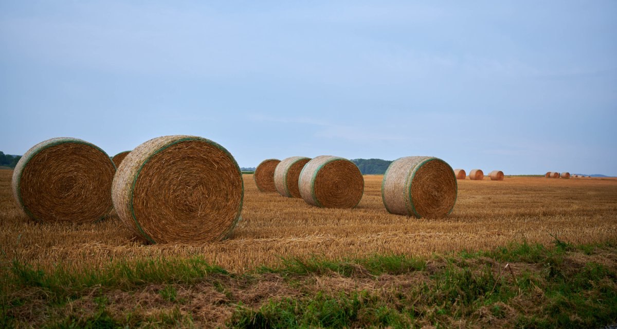 Runde Heuballen liegen auf einem abgeernteten Feld unter einem klaren blauen Himmel. Im Vordergrund ist eine gr&uuml;ne Grasfl&auml;che zu sehen., &copy; Kraichgau-Stromberg Tourismus e.V.