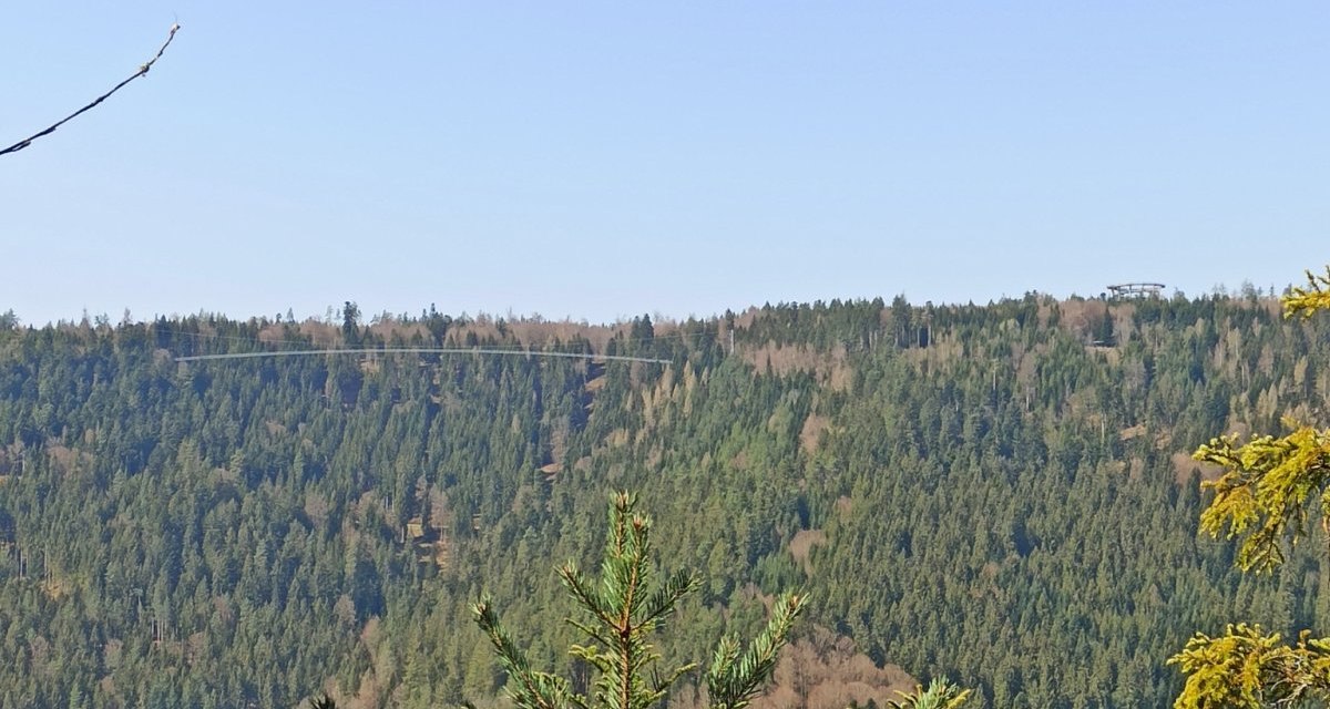 Sch&ouml;ner Ausblick vom Heidelbeerpfad r&uuml;ber zum Sommerberg mit Wildline und Baumwipfelpfad, &copy; N&ouml;rdlicher Schwarzwald