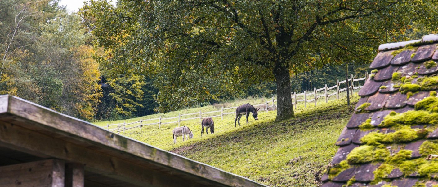 Das Foto zeigt drei Esel, die friedlich auf einem grünen Hügel unter einem großen Laubbaum grasen. Ein Esel hat graues Fell, einer hat braunes Fell, und der dritte hat nahezu weißes Fell., © SMG, Sarah Schmid