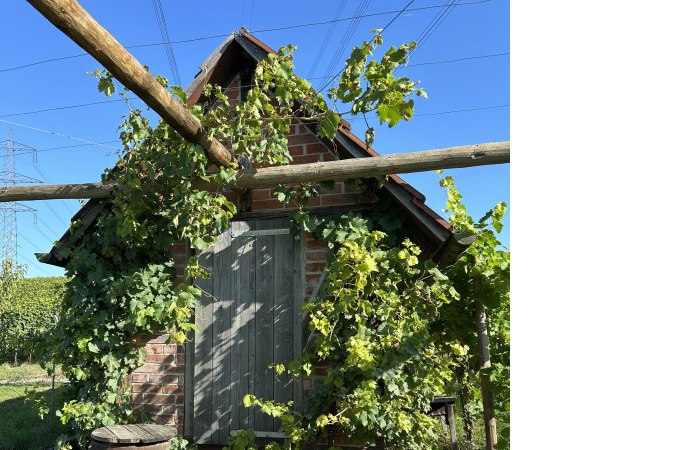 ERLEBNISWOCHENENDE - Weißwurstfrühstück an der Scheuer beim Weingut Häußermann, © WTM GmbH Waiblingen ERLEBNISWOCHENENDE - Weißwurstfrühstück an der Scheuer beim Weingut Häußermann, © WTM GmbH Waiblingen
