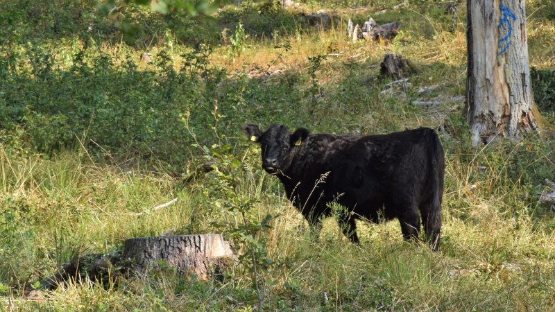 Ein schwarzes Rind steht auf einer Wiese im Wald, umgeben von Bäumen und Gras. Ein Baumstumpf ist im Vordergrund sichtbar., © Landratsamt Böblingen, Amt für Forsten Ein schwarzes Rind steht auf einer Wiese im Wald, umgeben von Bäumen und Gras. Ein Baumstumpf ist im Vordergrund sichtbar., © Landratsamt Böblingen, Amt für Forsten